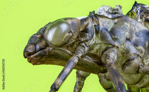 The head of an exuviae of a dragonfly   © Rainer Fuhrmann