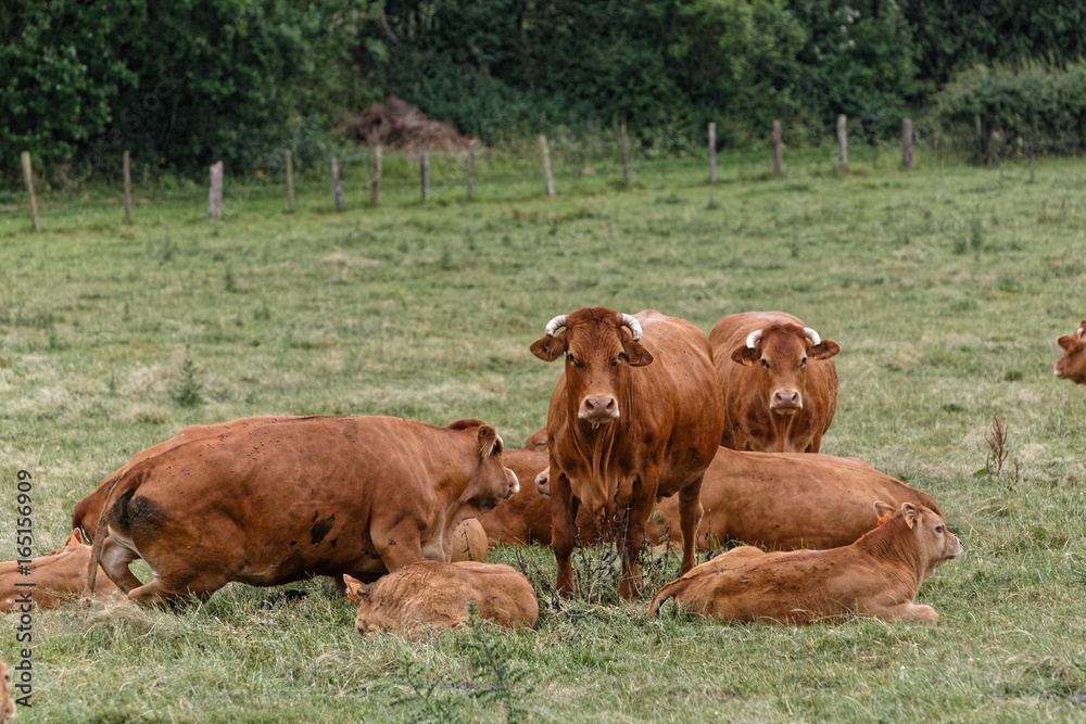 Vaches de race Limousine et leurs veaux dans leur prairie du Ternois, département du Pas-de-Calais, France Vaches de race Limousine et leurs veaux dans leur prairie du Ternois, département du Pas-de-Calais, France