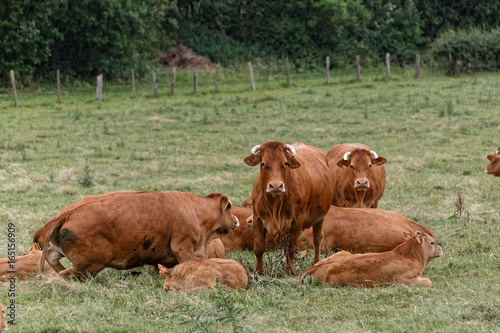 Vaches de race Limousine et leurs veaux dans leur prairie du Ternois, département du Pas-de-Calais, France