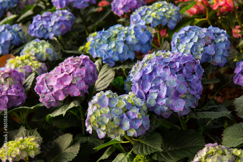 Purple Hydrangea flower (Hydrangea macrophylla) in the garden