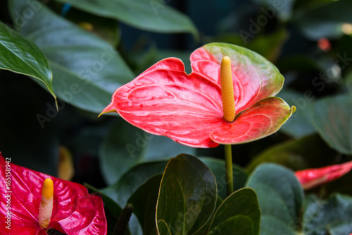 Anthurium flowers in the garden