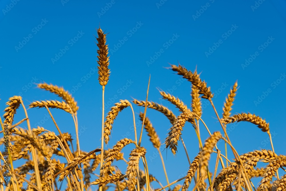 Kornfeld, Weizenähren