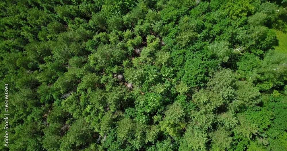 Aerial Drone Fly Over Carpathian Mountains Forest In Transylvania Aerial Drone Fly Over Carpathian Mountains Forest In Transylvania
