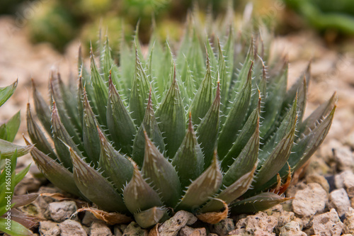 Cactus in the garden