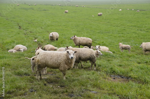 Sheeps On A Farmland In The Netherlands
