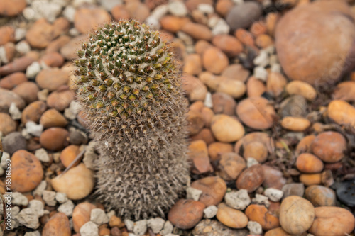Cactus in the garden