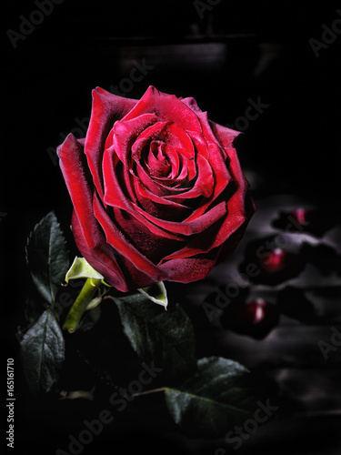 Closeup of a red rose on an aged wooden table.