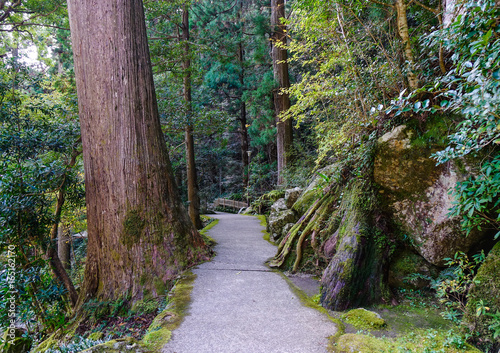 Kumano Kodo trail, a sacred trail in Nachi, Japan photo