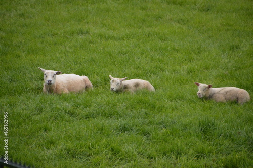 Three Lambs Sitting In The 