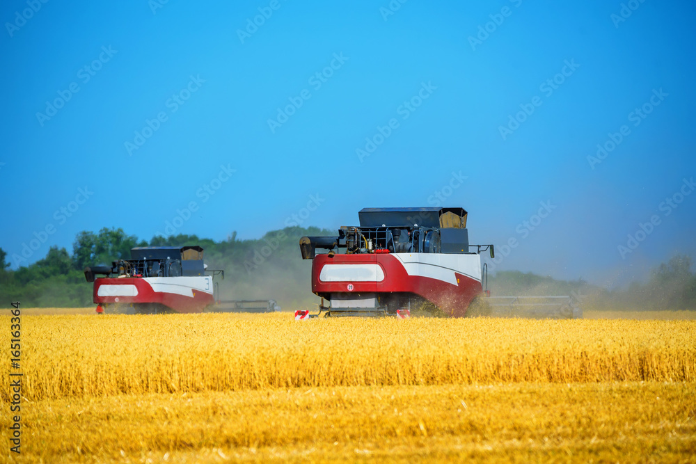 Fototapeta premium Grain harvesting combines work in wheat field