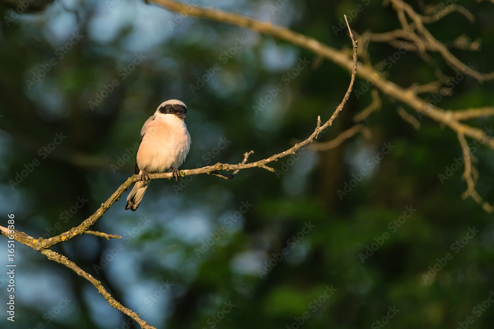 Lesser grey shrike or Lanius minor rests on branch Lesser grey shrike or Lanius minor rests on branch