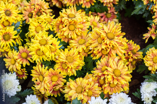 chrysanthemum flower in garden
