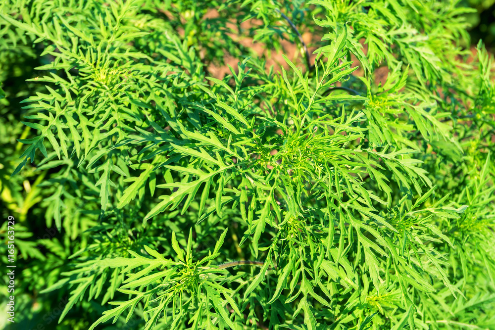 American common ragweed