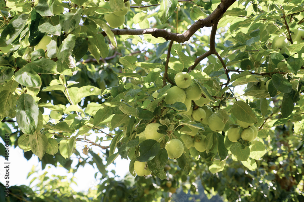 Branch of an apple tree with unripe fruits Branch of an apple tree with unripe fruits