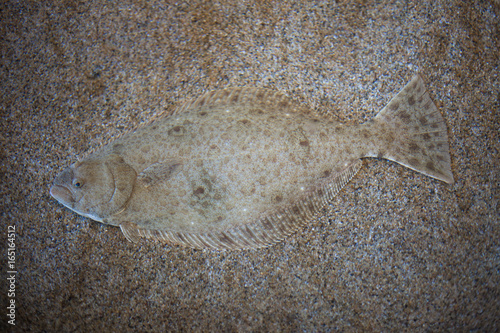 Halibut flounder blending into the sand