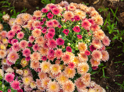 Beautiful chrysanthemum as background picture. Chrysanthemum wallpaper, chrysanthemums in autumn.
