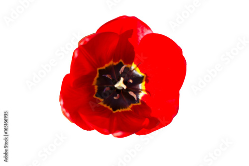 top view of red tulip flower isolated on white background in Center