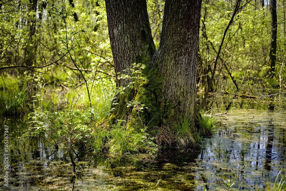 Fototapeta premium Ścieżka Spławy