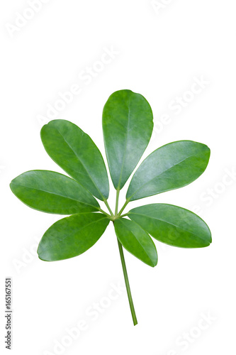 green leaves (Schefflera leucantha R. Vig.) isolated on white background, foliage  herb of Thai folk plants.