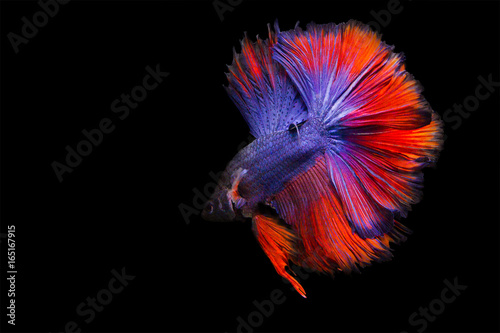 image of betta fish isolated on black background, action moving moment of Red Blue Rose Tail Betta, Siamese Fighting Fish © rakop_ton