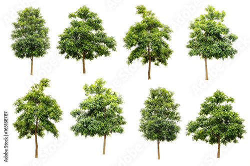collection of Indian cork tree  Millingtonia hortensis  isolated on white background  tropical trees isolated used for design  advertising and architecture