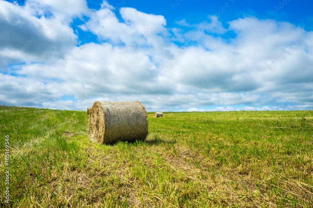 Haylage in a package on a mown field in countryside brightly lit by the sun