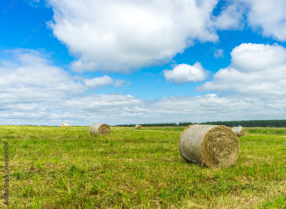Haylage in a package on a mown field in countryside at sunny weather