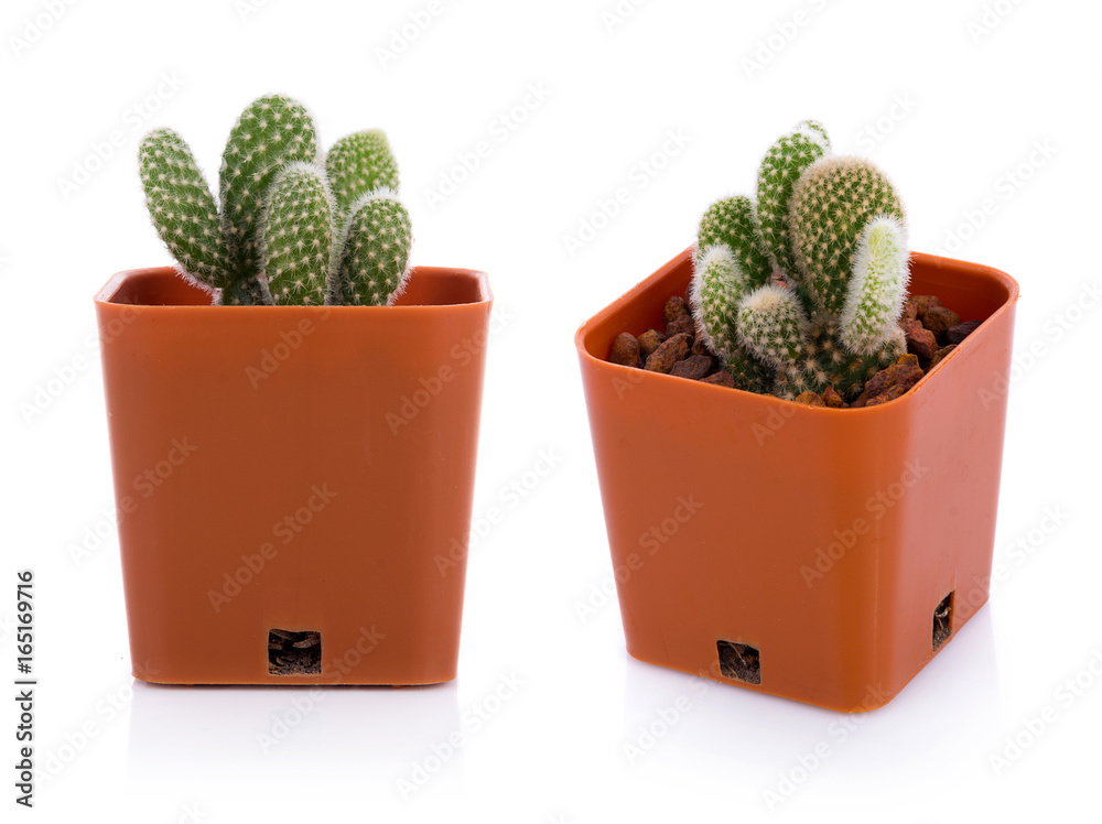 cactus on white background cactus on white background