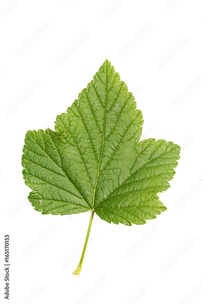 currant leaf isolated on white background currant leaf isolated on white background