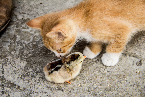 Nuevos amigos. Gato y pollito © Patricia Blasco