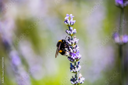 Biene auf Lavendel © Dagmar Breu