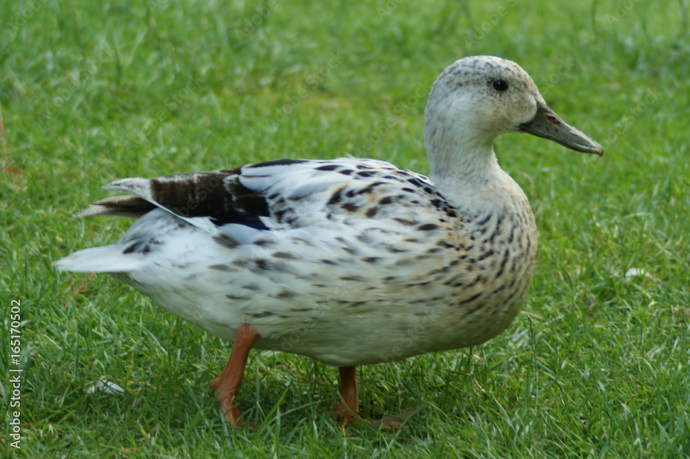 Pale Duck in Amsterdam Westpark