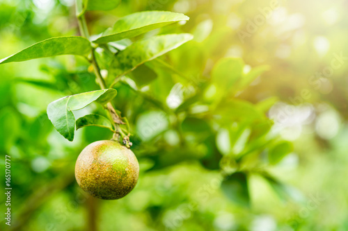 morning sunlight with lime is a canker disease
