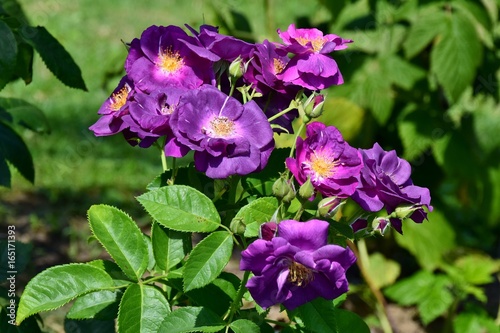 Viele offene und geschlossene violette Blüten der Rose 