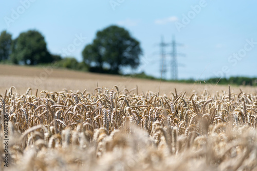 Ein Getreidefeld und landwirtschaftlicher Betrieb photo