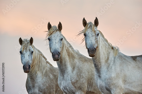 Fototapeta Naklejka Na Ścianę i Meble -  Portrait of a three camargue horses