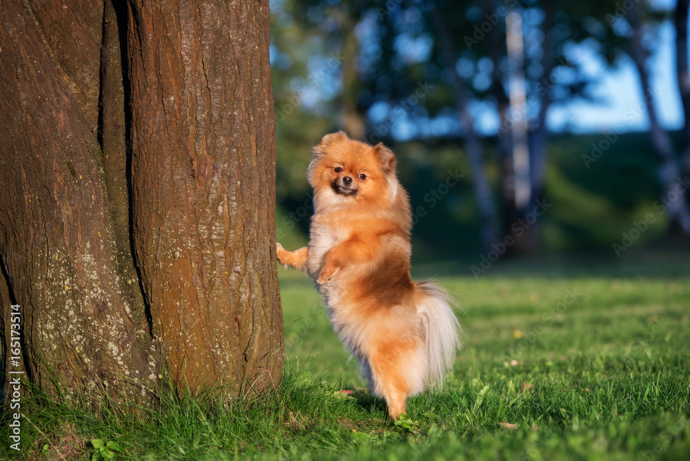 adorable pomeranian spitz dog posing by a tree adorable pomeranian spitz dog posing by a tree