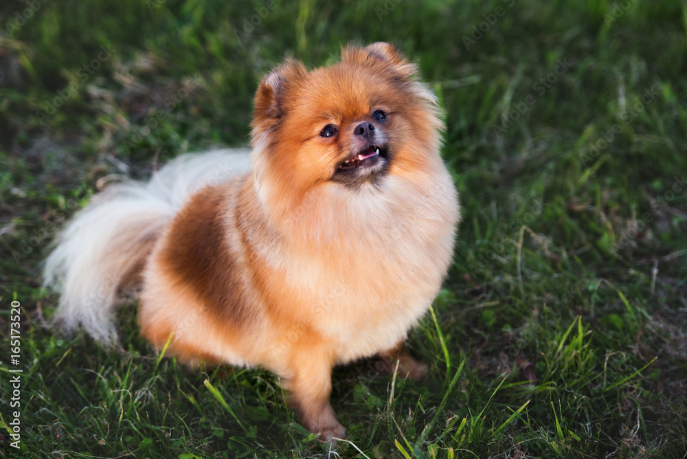 pomeranian spitz dog posing outdoors in summer pomeranian spitz dog posing outdoors in summer