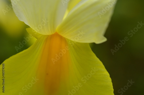 Fototapeta Naklejka Na Ścianę i Meble -  Morning freshness of petals of yellow iris under the sunlight