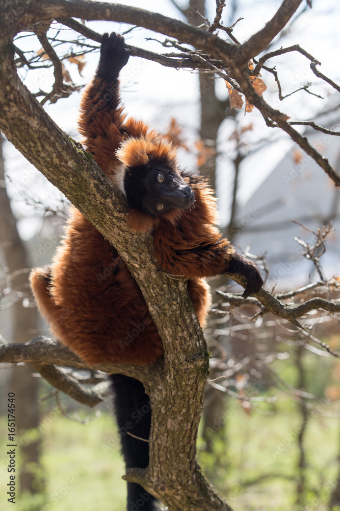 Obraz premium Vari roux