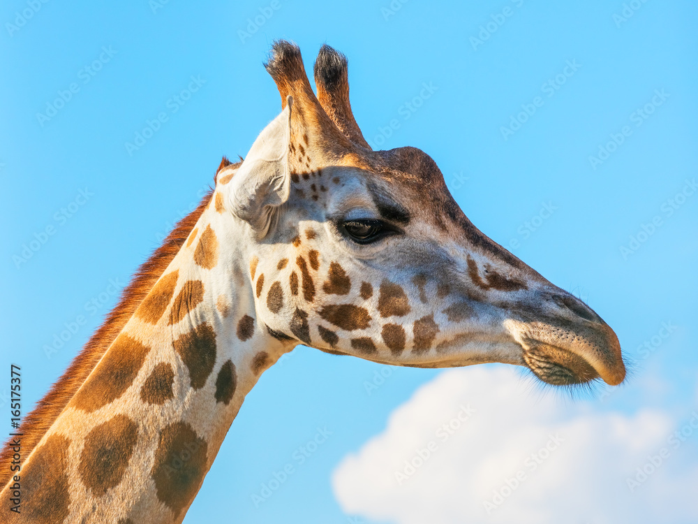 Close giraffe portrait Close giraffe portrait
