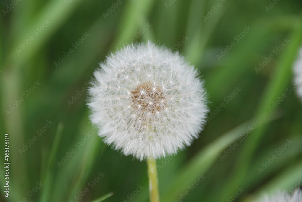 Dandelion