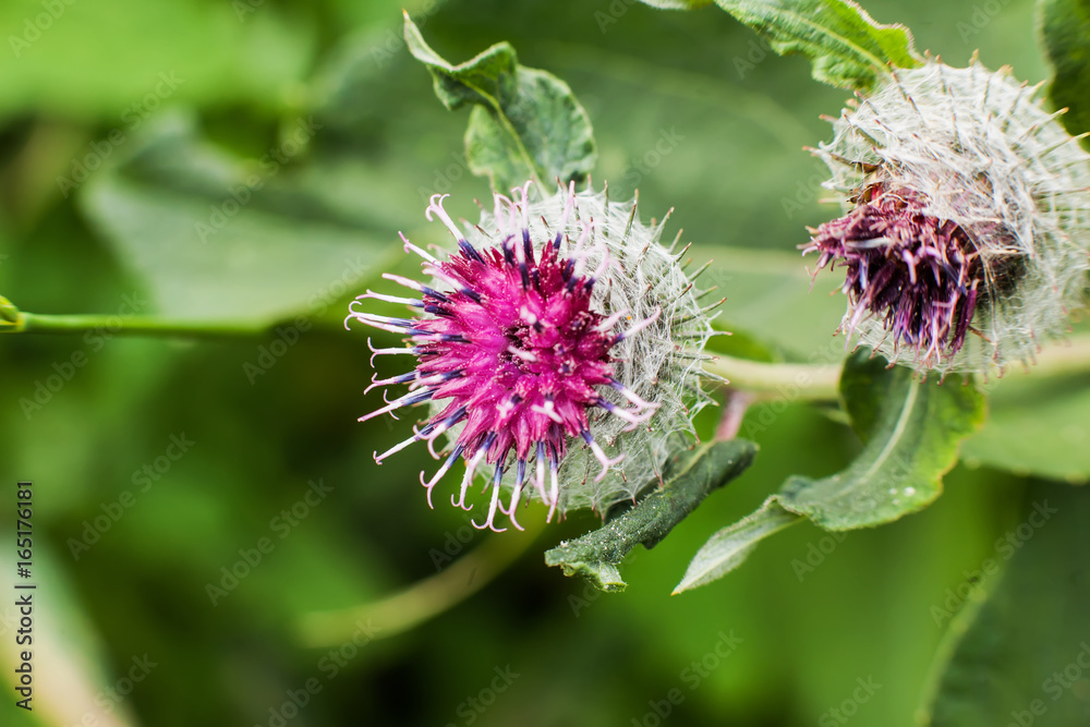 A plant agrimony A plant agrimony