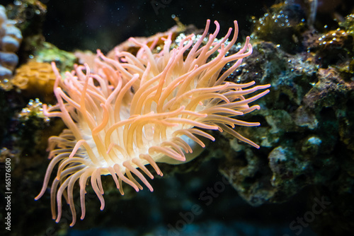 Orange anemone overgrowing the rock in saltwater. © cegli