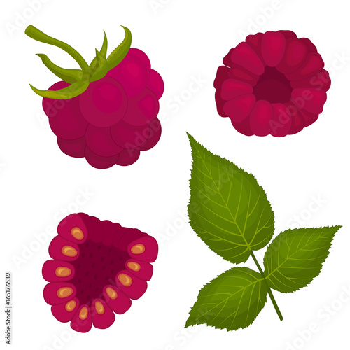 Raspberry vector. Top view, side view, half and leaf berries