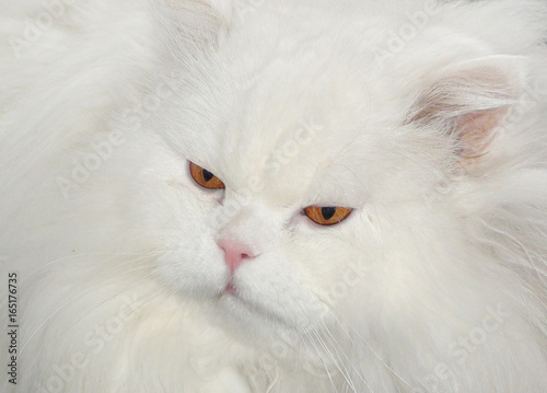 Portrait of a fluffy white persian cat. 