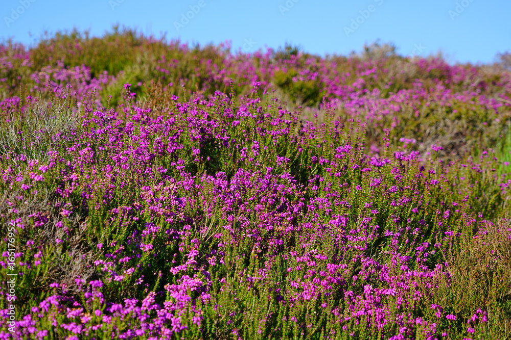 Purple heather flowers on a hill in Arran, Scotland Purple heather flowers on a hill in Arran, Scotland