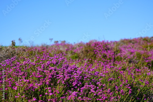 Purple heather flowers on a hill in Arran  Scotland