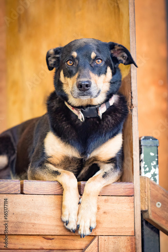 Kelpie Sheepdog in a Shearing Shed Australia