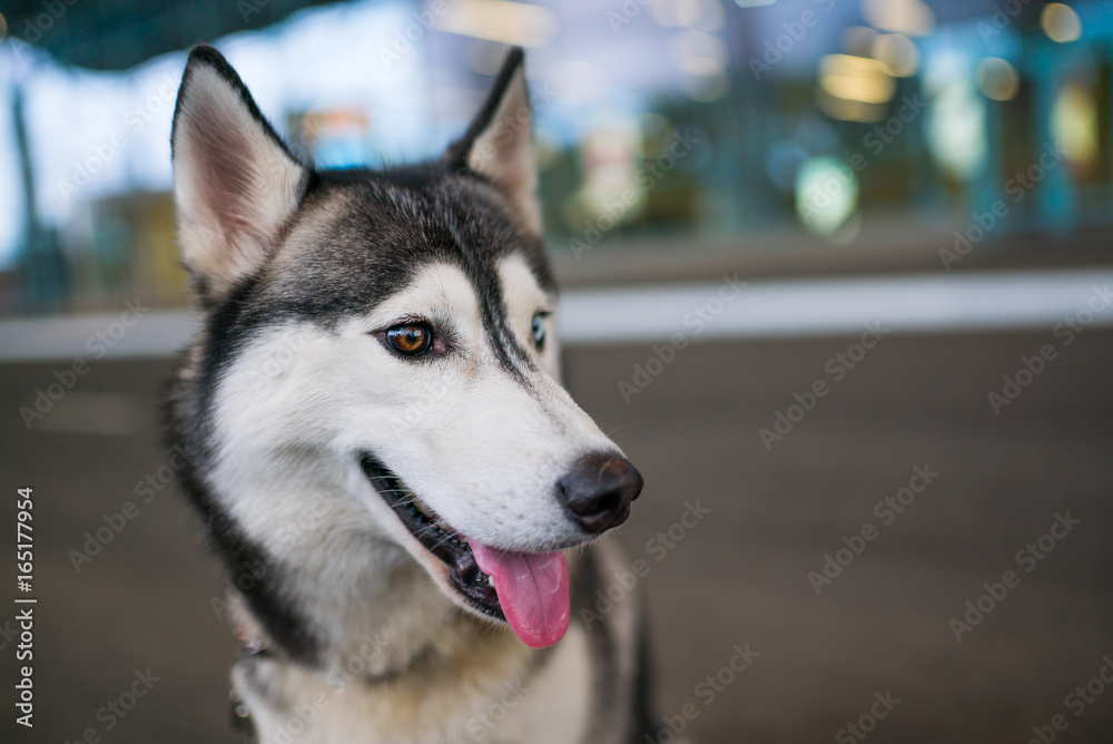  Funny Husky dog with heterochromia different eyes outdoors
